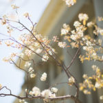 white blossoms on tree