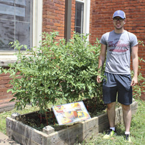 Elston Harris and his mature tomatoe plants