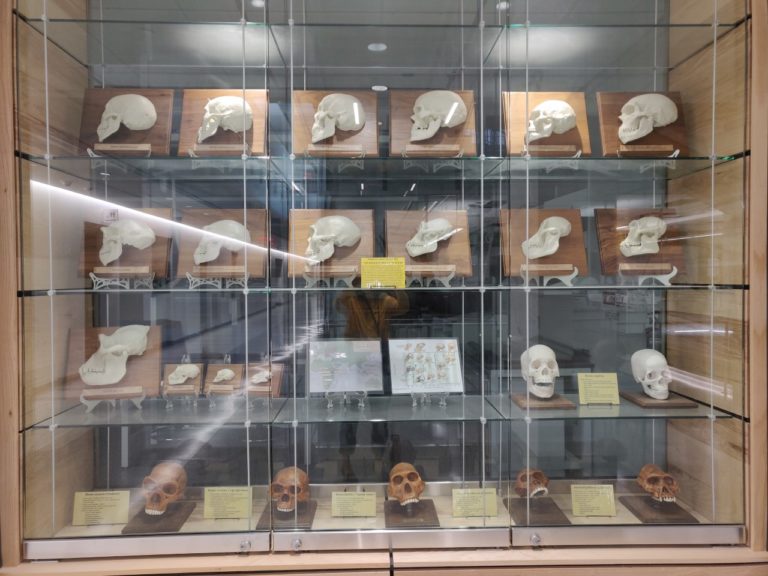 primate skull museum