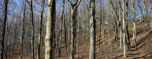 Forest Trees