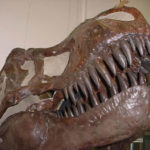 modelt-rex skull