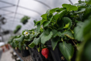 Berea College strawberries