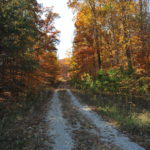 Gravel road in autumn forest