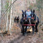 Mule team logging in the College forest.