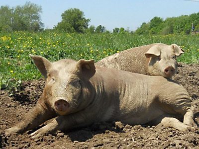 Berea College Farm Pigs