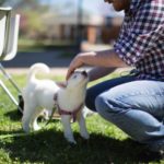 A small dog enjoys the festivities at the Dandelion Festival